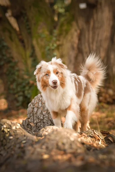 Australische Herder Gaat Boomstam Het Bos Het Herfst Portret — Stockfoto