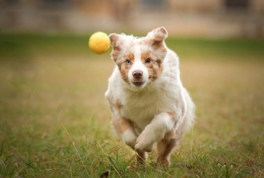 Avustralya çobanı ormandaki yaprakların arasında koşuyor. Parkta sonbahar foto çekimleri.