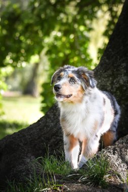 Avustralya çoban köpeği yavrusu doğada koşuyor. Parkın yaz doğası.