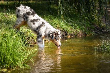 Avustralyalı çoban köpeği suyun içinde dikiliyor. Parkın yaz doğası.