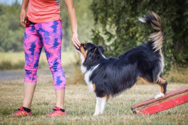 Siyah-beyaz sınır çoban köpeği çeviklik parkında köpek gezintisinde koşuyor. Rekabet için yeni şeyler öğretiyor..