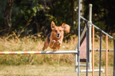 Köpek engellerin üzerinden atlıyor. Czech çeviklik özel eğitiminde harika bir gün.
