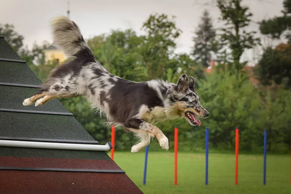 Köpek Çeviklik Çerçevesinde Koşuyor Harika Bir Akşam Engel Bir Spor — Stok fotoğraf