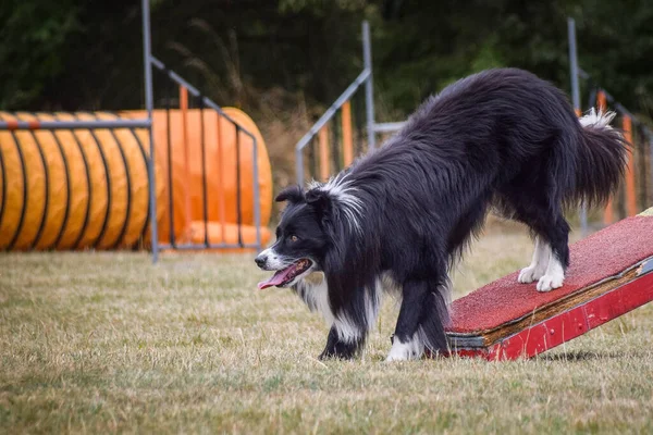 Incroyable Fou Collie Frontière Tricolore Est Sur Voir Scie Elle — Photo