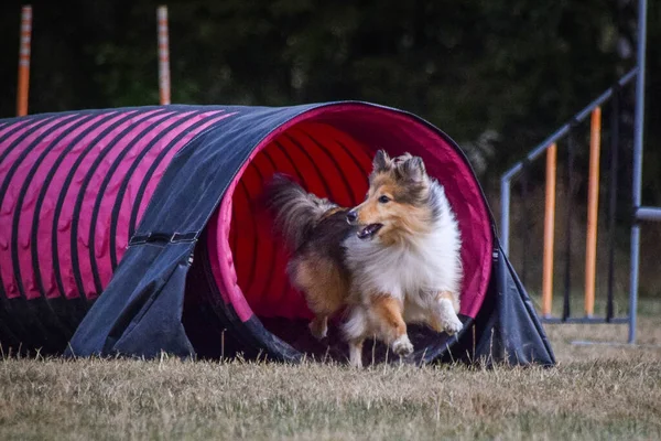 犬は敏捷性で走っている 驚くべき夜 スポーツ競技のためのプライベート敏捷性トレーニングを持っているハードル — ストック写真