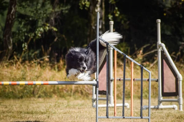 边境牧羊犬正在越过障碍物 奇葩敏捷性训练的精彩一天 — 图库照片
