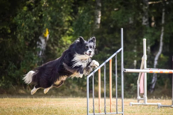 Border Collie Sta Saltando Gli Ostacoli Incredibile Giornata Sulla Formazione — Foto Stock