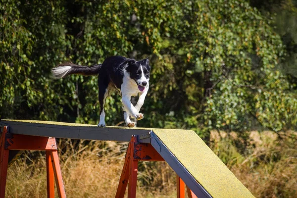 Perro Viga Equilibrio Agilidad Increíble Día Competencia Agilidad Checa Son — Foto de Stock