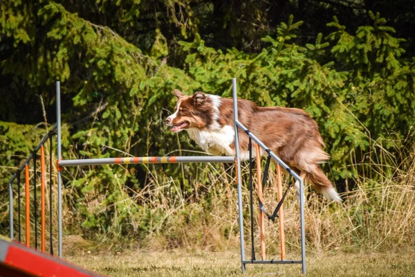 Fronteira Collie Está Saltar Sobre Obstáculos Dia Incrível Treinamento Privat — Fotografia de Stock