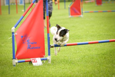 Köpek engellerin üzerinden atlıyor. Czech çeviklik özel eğitiminde harika bir gün.