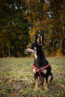 Chihuahua çimenlerde oturuyor. O çok çılgın bir köpek..