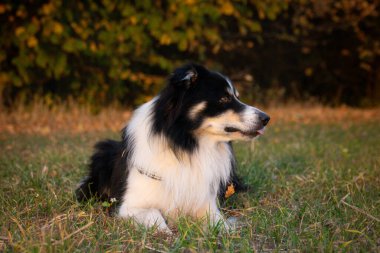 Border collie çimlerin üzerinde yatıyor. O çok çılgın bir köpek..