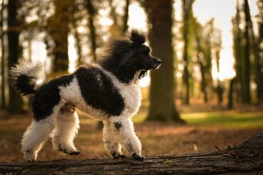 Kaniş yaprakların üzerinde duruyor. Çok tatlı bir köpek..