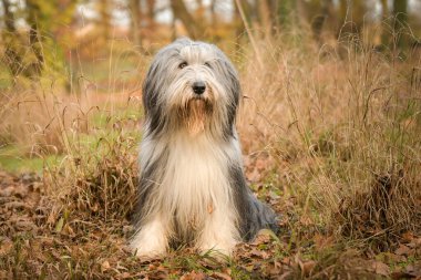Sakallı çoban köpeği ormanda oturuyor. Sonbahar portresi..