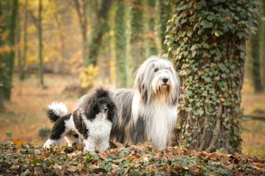 Sakallı çoban köpeği ve kaniş yaprakların üzerinde duruyor. Doğadalar. Sonbahar fotoğrafı.