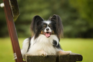 Papillon bankta yatıyor. Köpek Prag 'da şehir merkezinde..