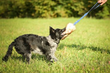 Mudi 'nin yavrusu çimlerin üzerinde oynuyor. Sonbahar portresi..