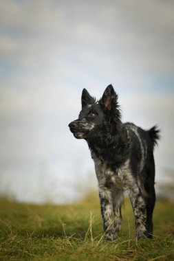Mudi yavrusu yaz doğasında duruyor. Çok güzel bir köpek..