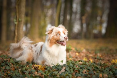 Avustralyalı çoban ormandaki yaprakların arasında yatıyor. Parkta sonbahar foto çekimleri.