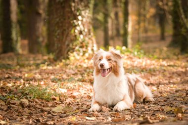Avustralyalı çoban ormandaki yaprakların arasında yatıyor. Parkta sonbahar foto çekimleri.