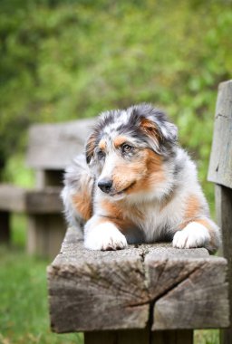 Avustralya çoban köpeği yavrusu bankta uzanıyor. Parkın yaz doğası.