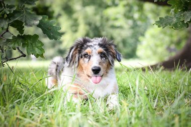 Avustralya çoban köpeğinin yavrusu doğada yatıyor. Parkın yaz doğası.