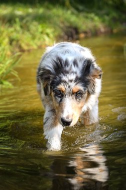 Avustralyalı çoban köpeği suyun içinde dikiliyor. Parkın yaz doğası.