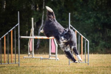 Sınır çobanı engelleri aşıyor. Czech çeviklik özel eğitiminde harika bir gün.