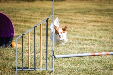 Köpek engellerin üzerinden atlıyor. Czech çeviklik özel eğitiminde harika bir gün.