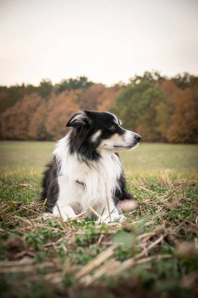 境界線の冠草の中に横たわっている 彼は旅行中のとてもクレイジー犬です — ストック写真