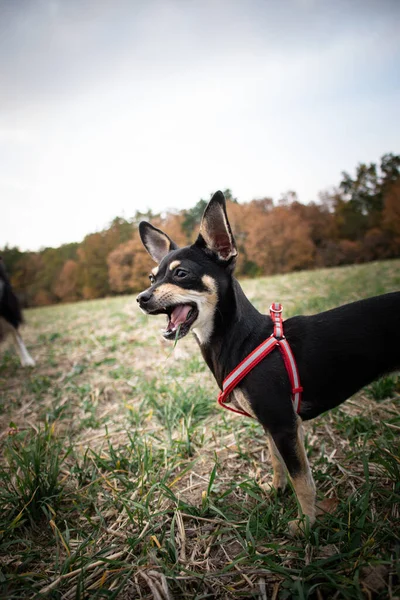 Chihuahua is standing in the grass. He is so crazy dog on trip.