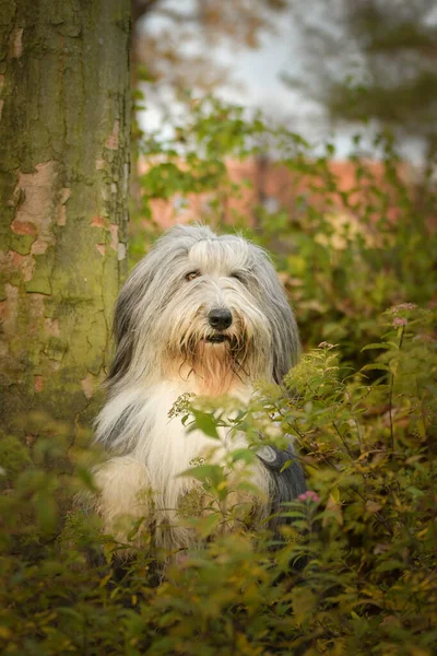 Bearded Collie Sitting Forest Autumn Portret — Stockfoto