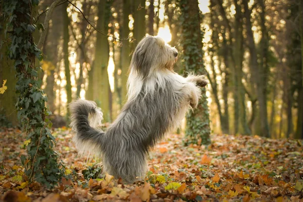 Skäggig Collie Dansar Bladen Han Söt Hund — Stockfoto