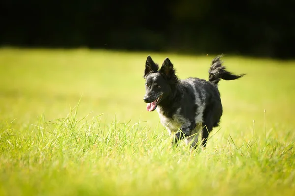 Mudi Springer Gräset Det Höstens Modul — Stockfoto