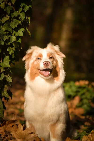 Pastor Australiano Está Sentado Floresta Portret Outono — Fotografia de Stock