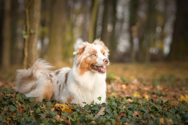 Australischer Schäferhund Liegt Den Blättern Wald Herbst Fotoshooting Park — Stockfoto