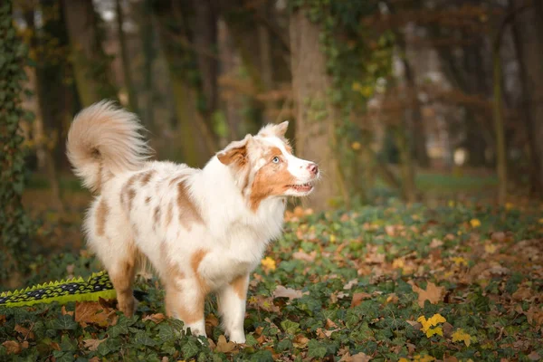 Australian Shepherd Standing Leaves Forest Autumn Photoshooting Park — Stock Photo, Image