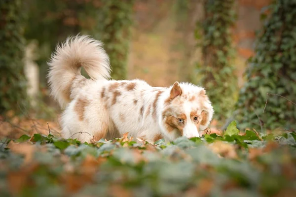 Australischer Schäferhund Steht Laub Des Waldes Herbst Fotoshooting Park — Stockfoto