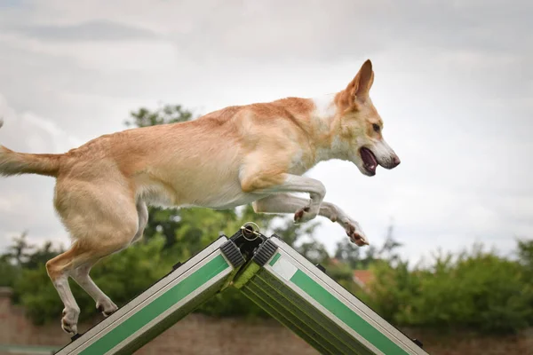 Çılgın Köpek Çevikliği Çerçevesinde Koşuyor Rekabet Için Yeni Şeyler Öğretiyor — Stok fotoğraf