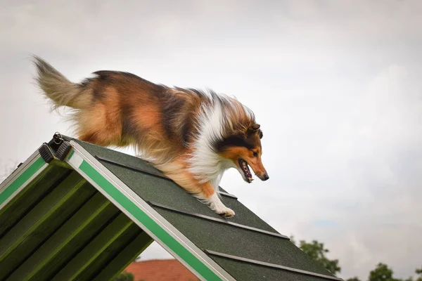 Çılgın köpek çevikliği A çerçevesinde koşuyor. Rekabet için yeni şeyler öğretiyor..