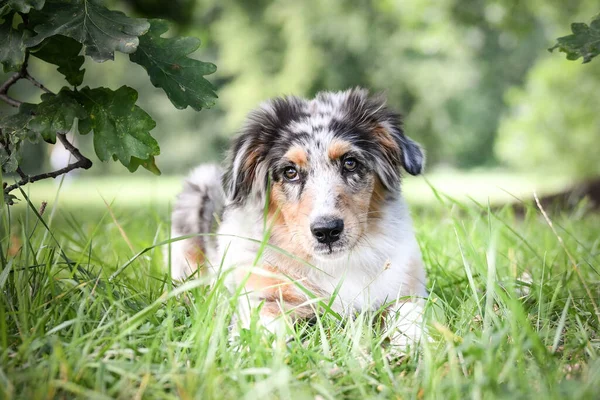 Avustralya Çoban Köpeğinin Yavrusu Doğada Yatıyor Parkın Yaz Doğası — Stok fotoğraf