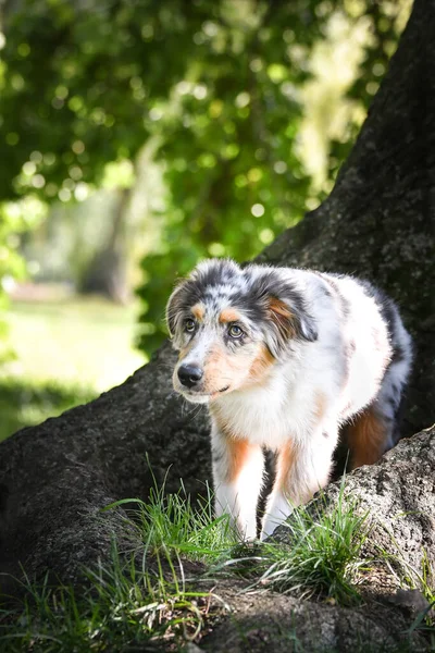 オーストラリアの羊飼いの子犬が自然の中で実行されています 公園の夏の自然 — ストック写真