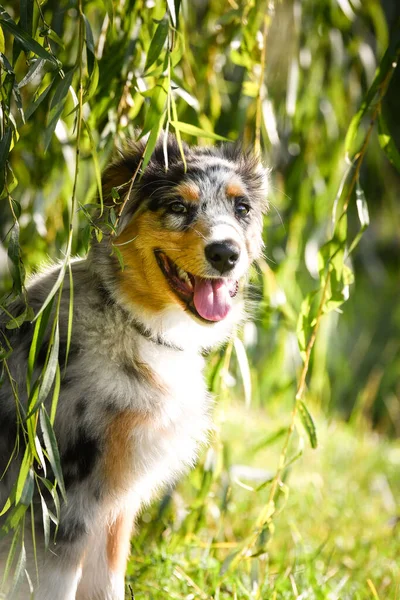 Puppy Van Australische Herder Zit Natuur Zomer Natuur Het Park — Stockfoto