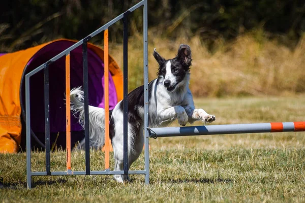 Pies Skacze Przez Płotki Niesamowity Dzień Czeskim Treningu Zwinności Privat — Zdjęcie stockowe