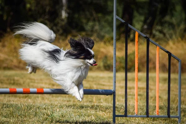 Pes Přeskakuje Překážky Úžasný Den Českém Tréninku Agility Privat — Stock fotografie