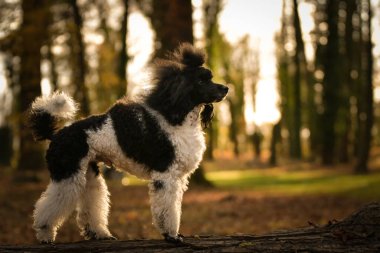 Kaniş yaprakların üzerinde duruyor. Çok tatlı bir köpek..