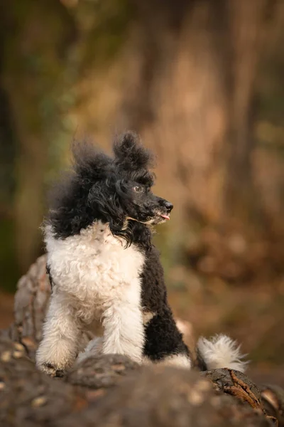 Poodle Sitting Log Forest Autumn Portret — Stock Photo, Image