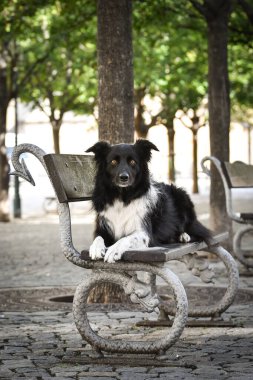 Sınır çobanı bankta yatıyor. Köpek Prag 'da şehir merkezinde..