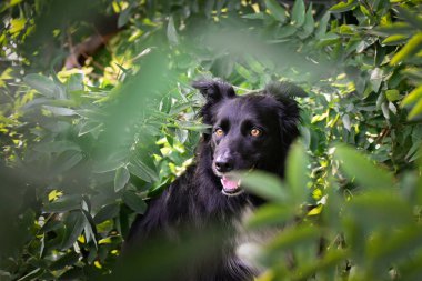 Üç renkli renkteki çoban köpeğinin güz yüzü yaprakların içinde çok tatlı. Çok güzel bir yüzü var..