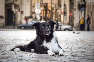 Border collie şehir merkezinde yatıyor. Prag 'ın merkezinde. Çok sabırlı bir model..